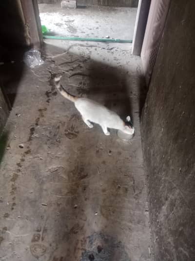 cat for sale