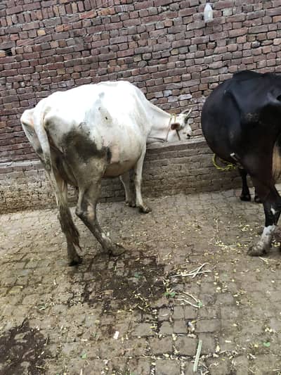 Taaza sui hui Cow 1.5 mahinay ki sui hui