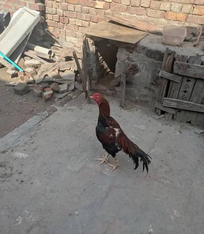 bohat acha phata hai young hai kami pashi ho Jai gi