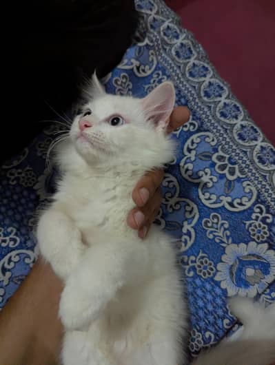 white Persian catt