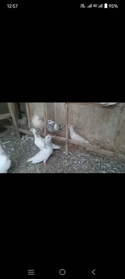 sialkoti breed 15 to 20