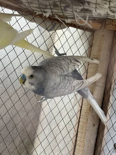 Spangle males budgies