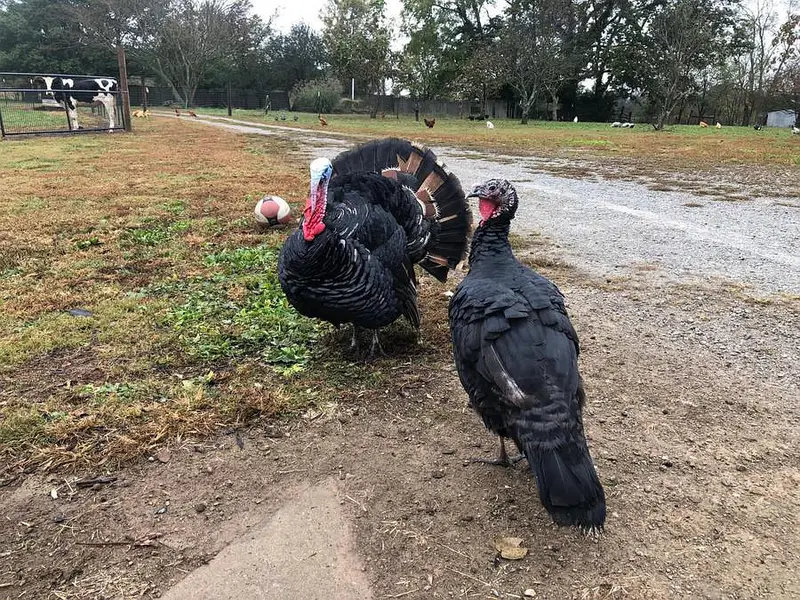 Black Turkey Breeder 1 Male  and 2 females + 4 chicks — photo 3