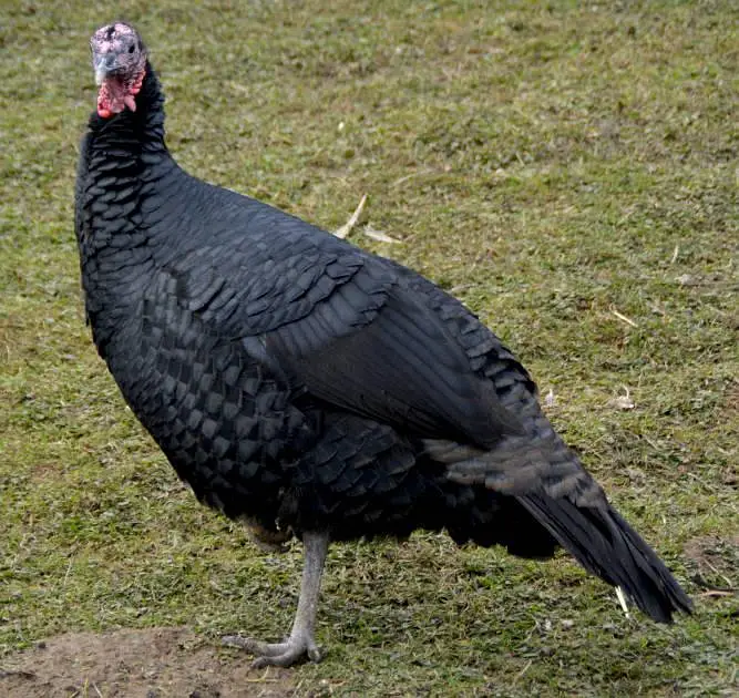 Black Turkey Breeder 1 Male  and 2 females + 4 chicks — photo 4