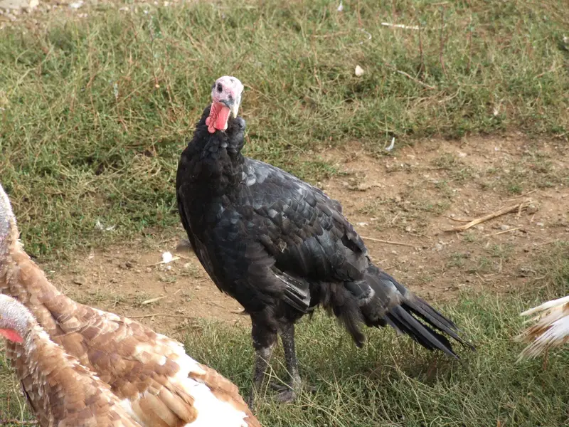 Black Turkey Breeder 1 Male  and 2 females + 4 chicks — photo 5