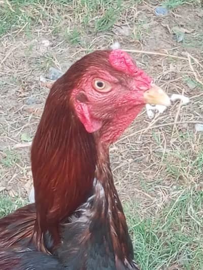 bareder mrgha for sell