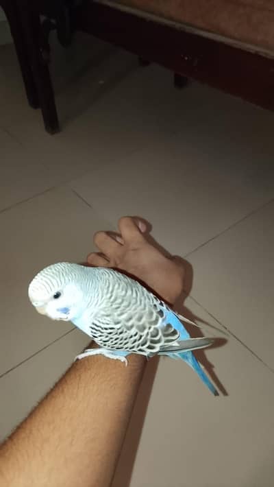 handtame budgie and love bird
