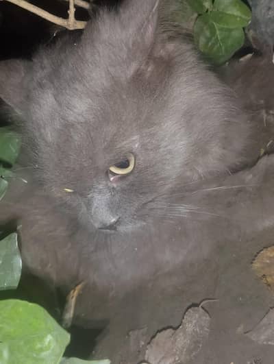 Persian cat