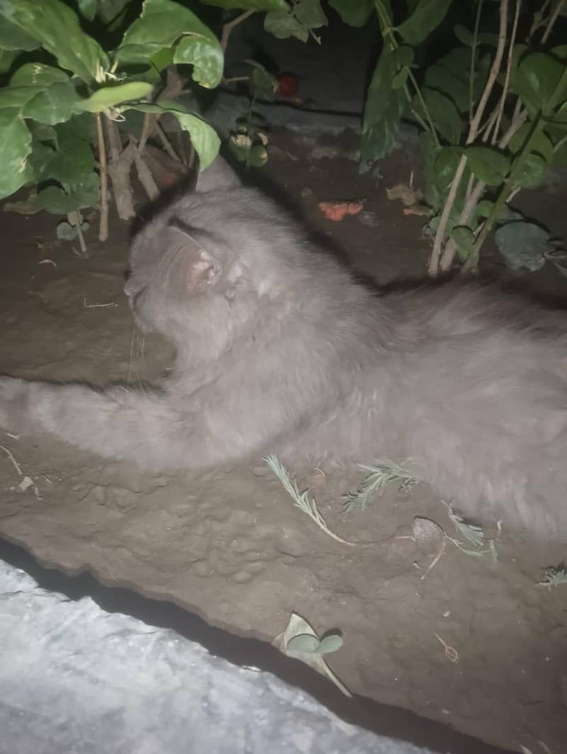 Persian cat 1
