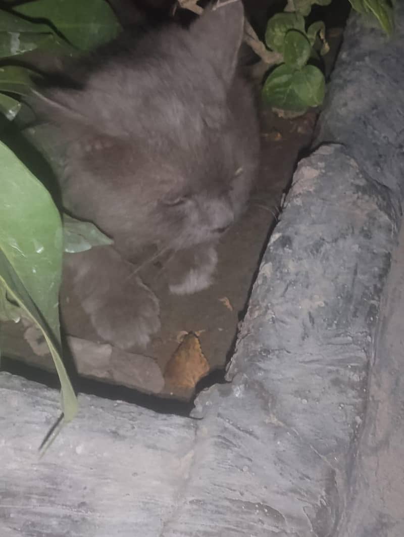 Persian cat 2
