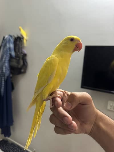 YELLOW RINGNECK PAIR BEAUTIFUL HEALTHY