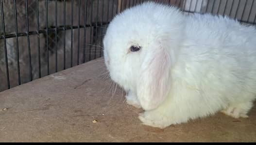 Holland Lop bunnies (Blue Eyed]