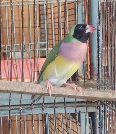 lady Gouldian Finch