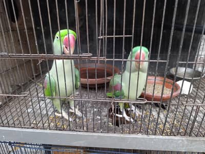 raw parrot ka breeding pair he