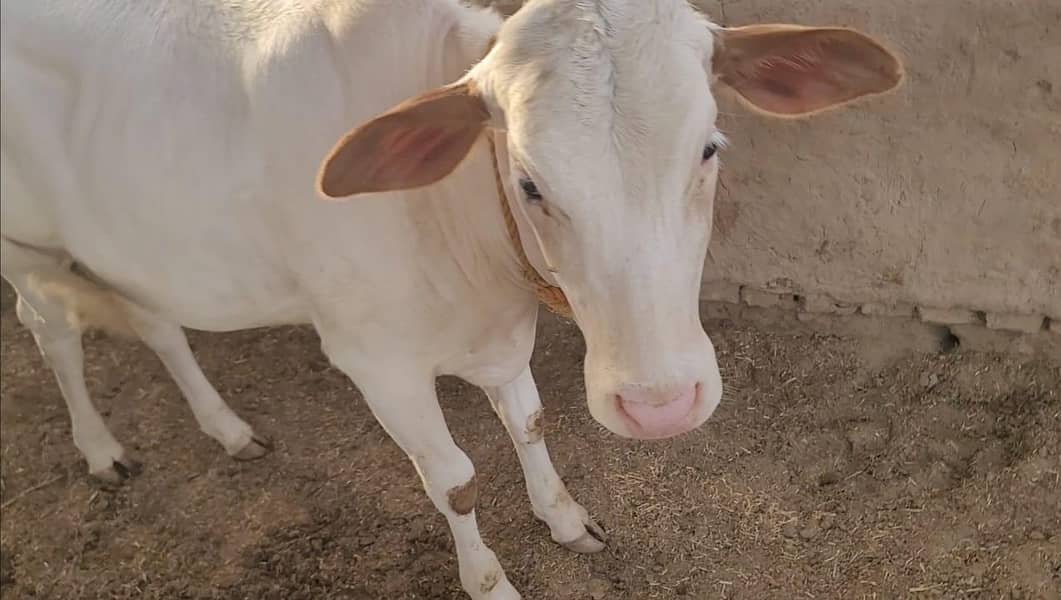 نکری گائے اور ساتھ6 ماہ کی گلابی وچھی 1