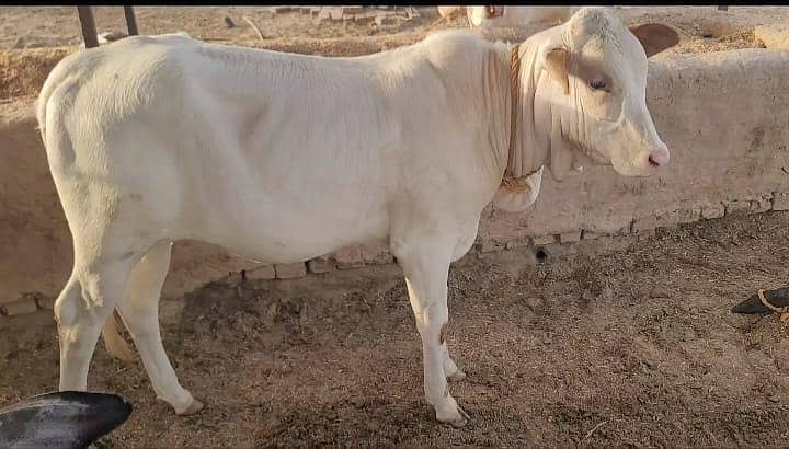 نکری گائے اور ساتھ6 ماہ کی گلابی وچھی 2