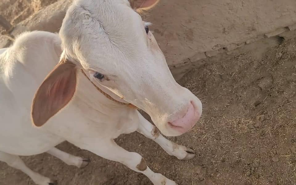 نکری گائے اور ساتھ6 ماہ کی گلابی وچھی 3