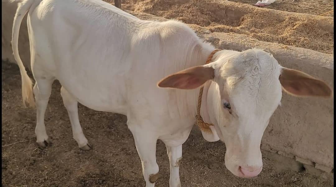 نکری گائے اور ساتھ6 ماہ کی گلابی وچھی 4