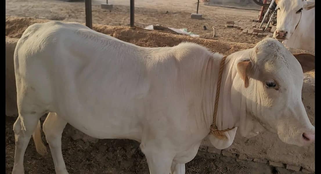نکری گائے اور ساتھ6 ماہ کی گلابی وچھی 5