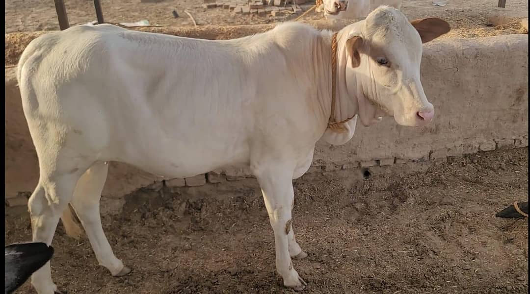 نکری گائے اور ساتھ6 ماہ کی گلابی وچھی 6