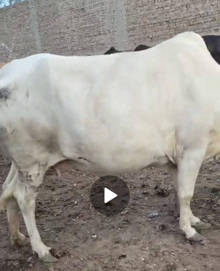 نکری گائے اور ساتھ6 ماہ کی گلابی وچھی 7
