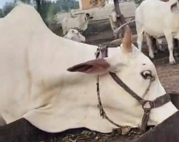 نکری گائے اور ساتھ6 ماہ کی گلابی وچھی 8
