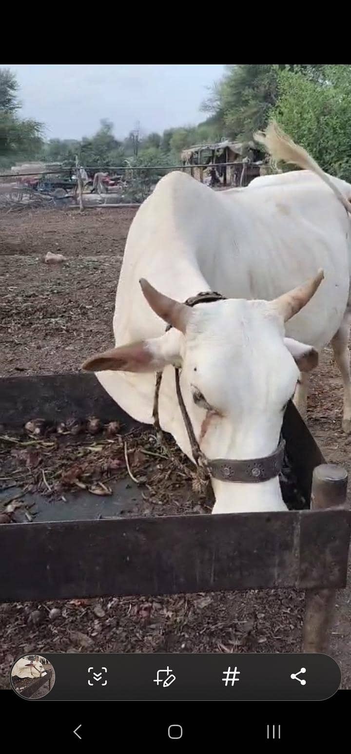 نکری گائے اور ساتھ6 ماہ کی گلابی وچھی 9