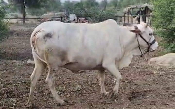 نکری گائے اور ساتھ6 ماہ کی گلابی وچھی 10