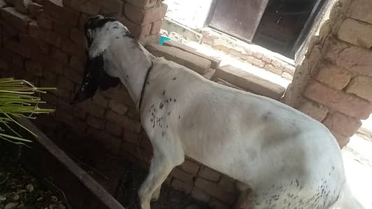 khira bakra