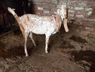 Pure Maki cheeni phat My Home Breed