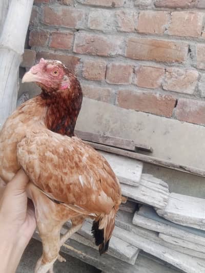 Pure Aseel madi with 3 chicks