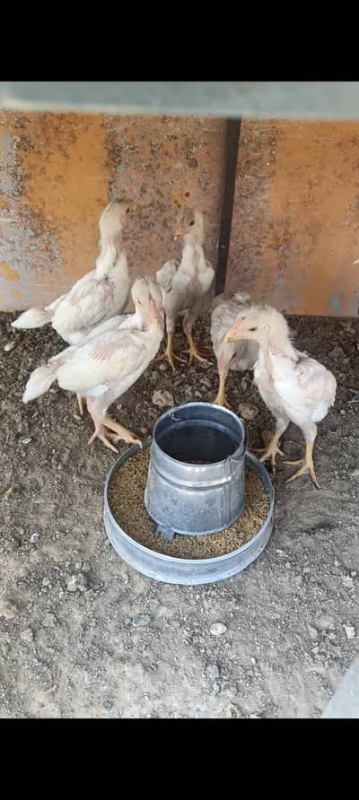 shamo Chicks