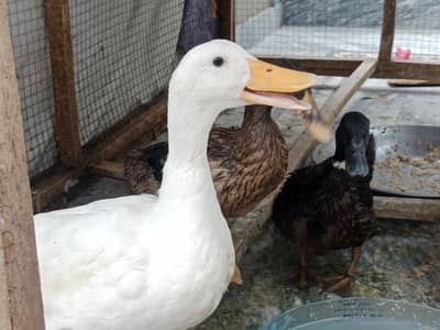 Desi ducks