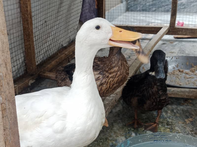 Desi ducks 0