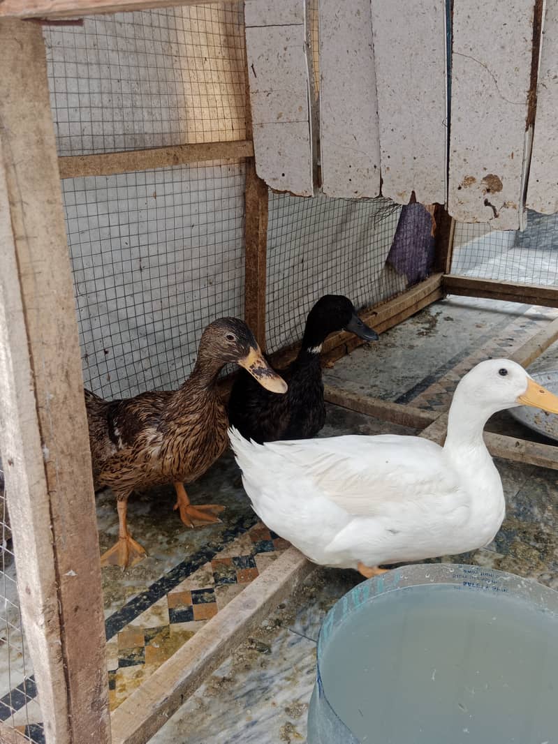 Desi ducks 1