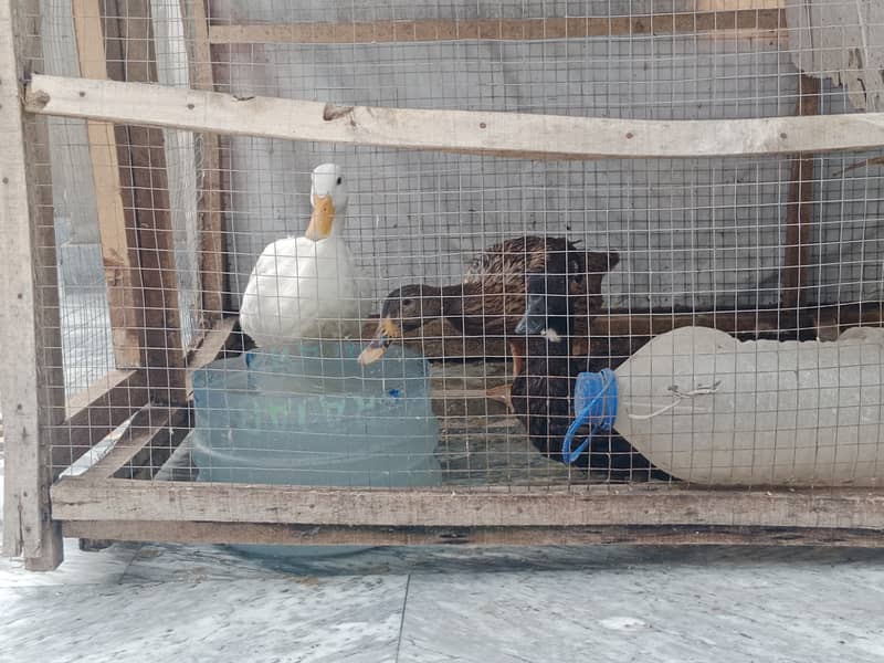 Desi ducks 2
