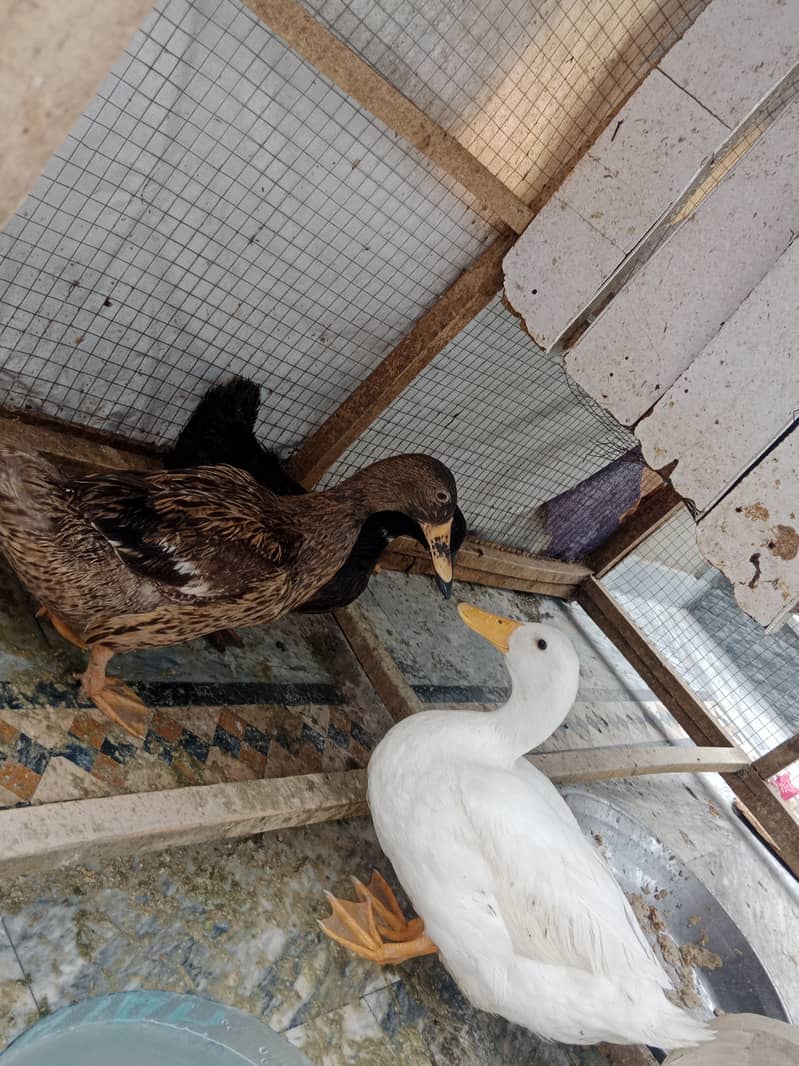 Desi ducks 3