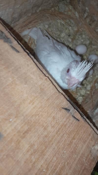 Cocktail Chick for hand tame