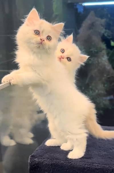 Persian cat triple kot,for sale,my WhatsApp 03481292582