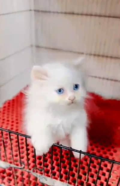 Persian cat triple kot,for sale,my WhatsApp 03481292582