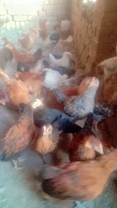Hen for sale