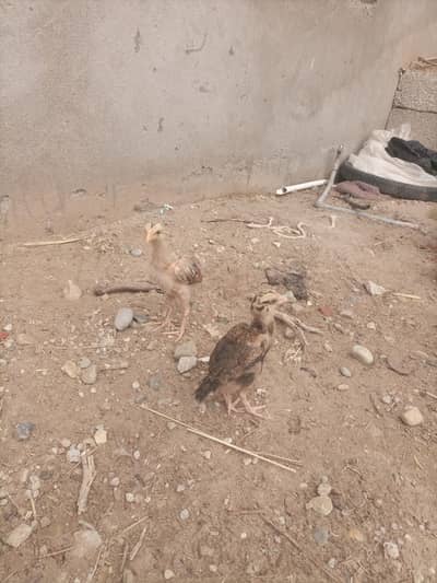 Aseel Chicks 3
