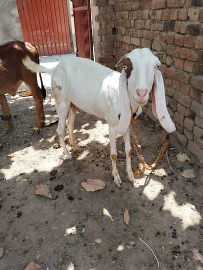 2 Rajan puri nasal ki bakri for sale h