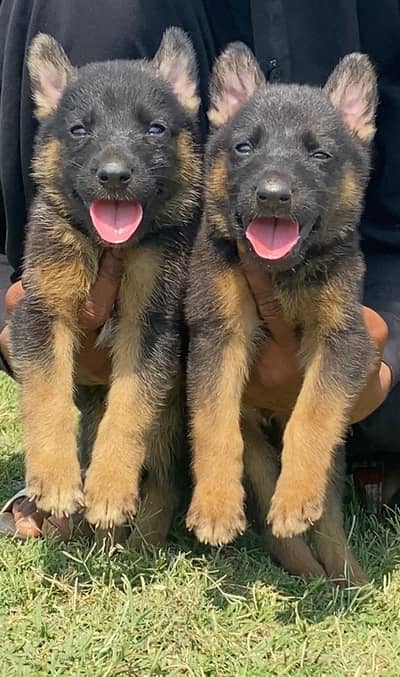 German Shepherd triple Court pair 2 month for sale