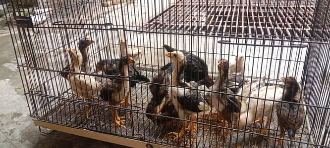 Aseel Thai 2 months Chicks