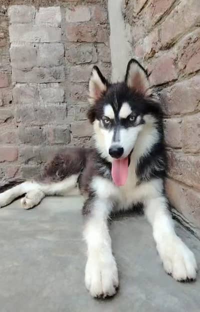 Blue eyes huskay male puppy