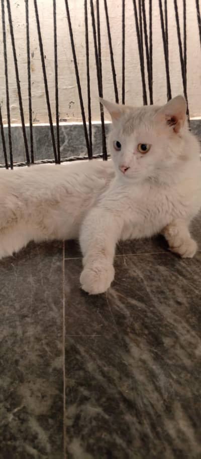 Male Persian Cat for Sale | Healthy & Active.   03420748576