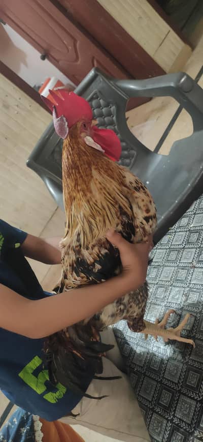 Desi murgha for Sale