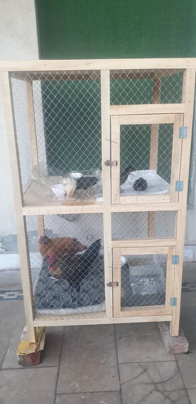 Hens for sale