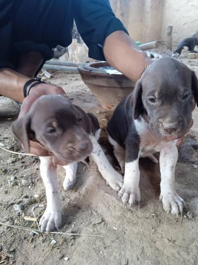 English pointer
